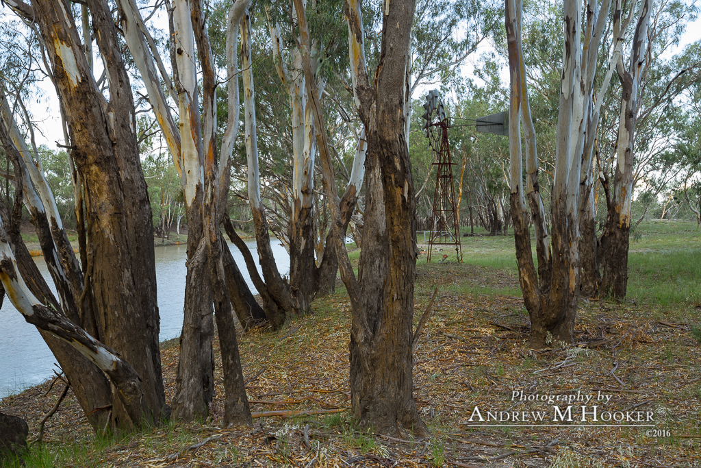 Barwon Riverbank Trees Collarenebri